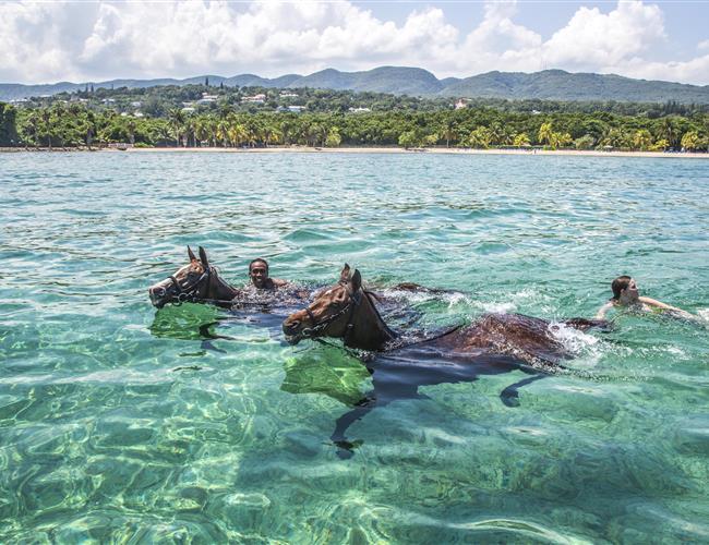 Swimming with Horses