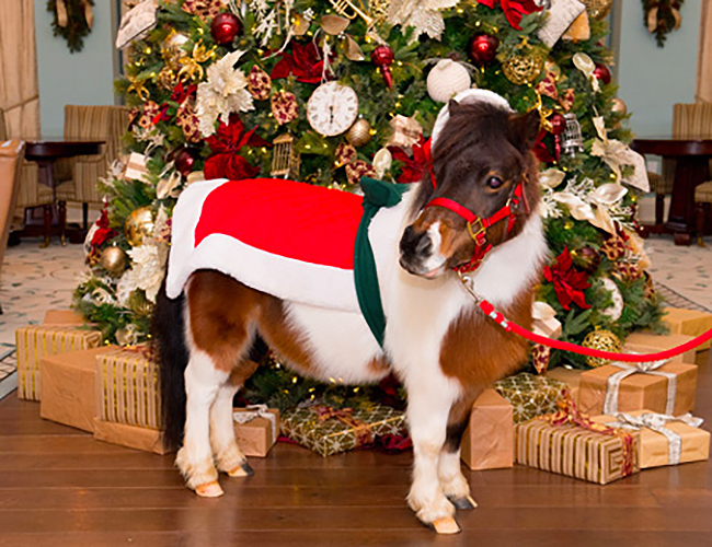 festive mini horse 