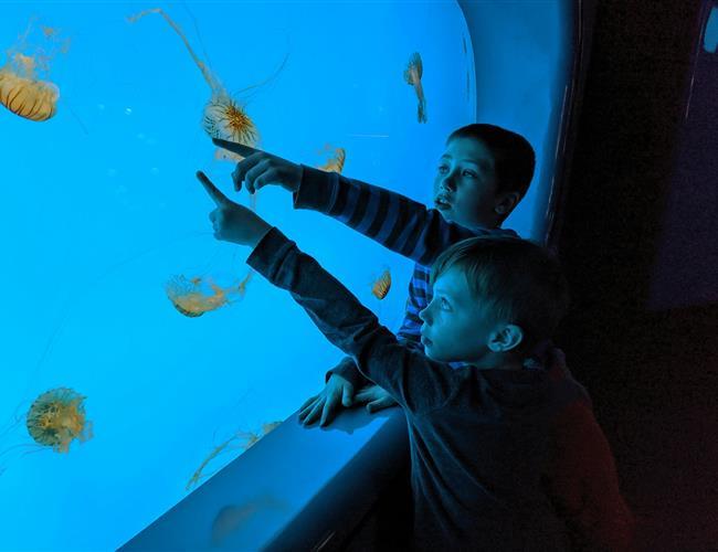 Two boys looking at jelly fish in an aquarium