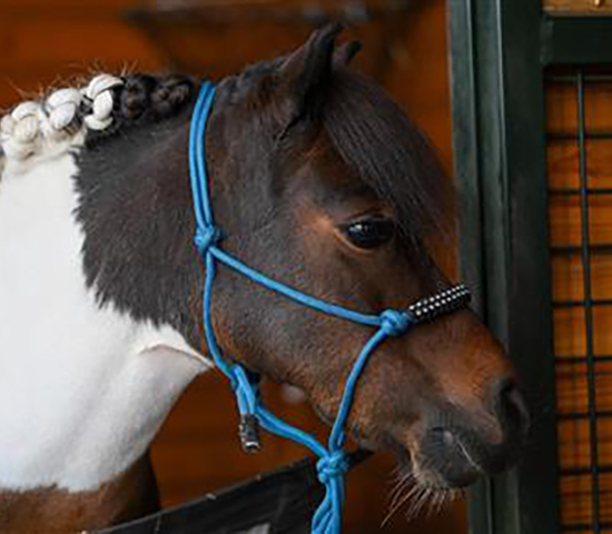 Cupcake the Mini Horse