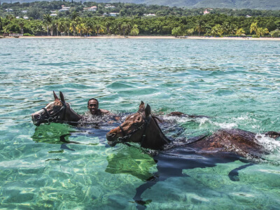 Horses swimming