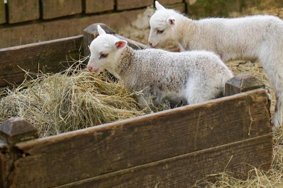 Two sheep eating hay