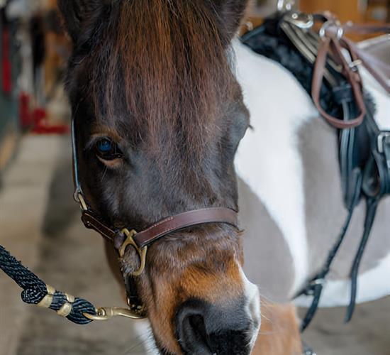 Cupcake profile picture