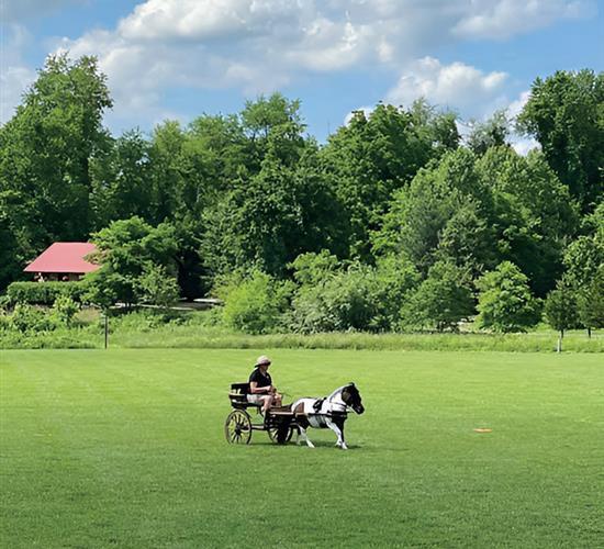 Pony carrying cart around field
