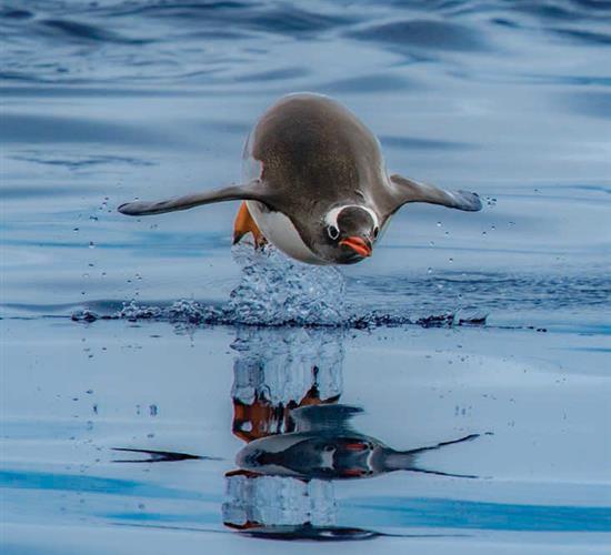 penguin out of water 