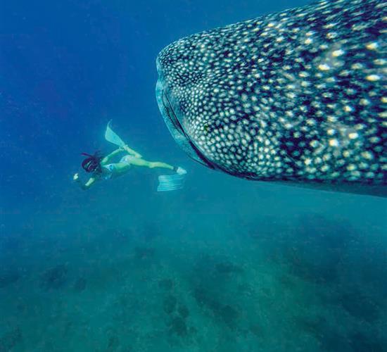 Whale Shark with driver