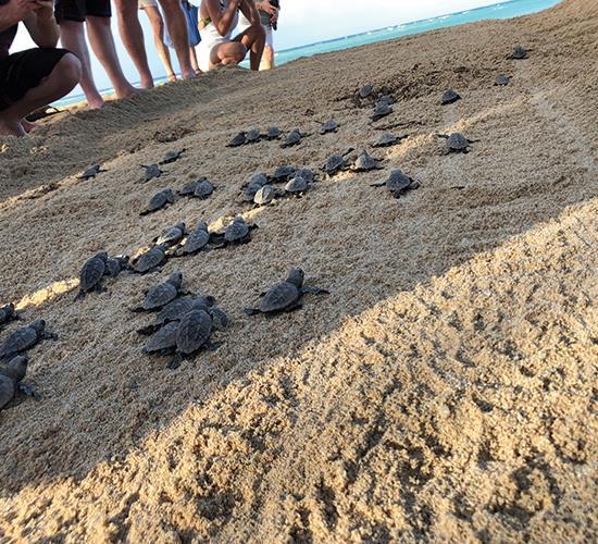 sea turtles on beach going to ocean