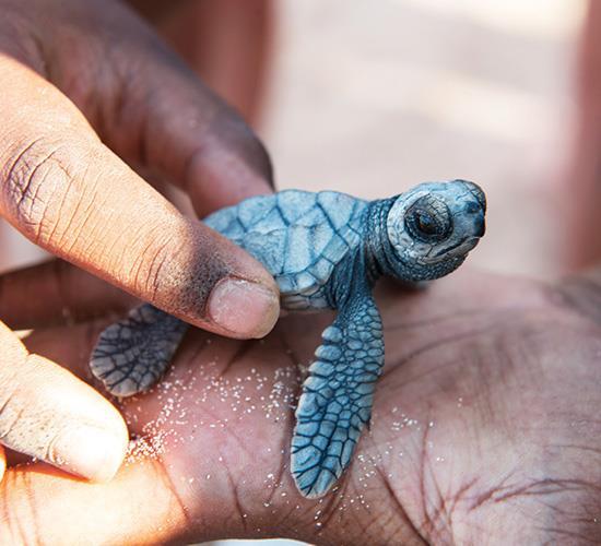 sea turtle baby