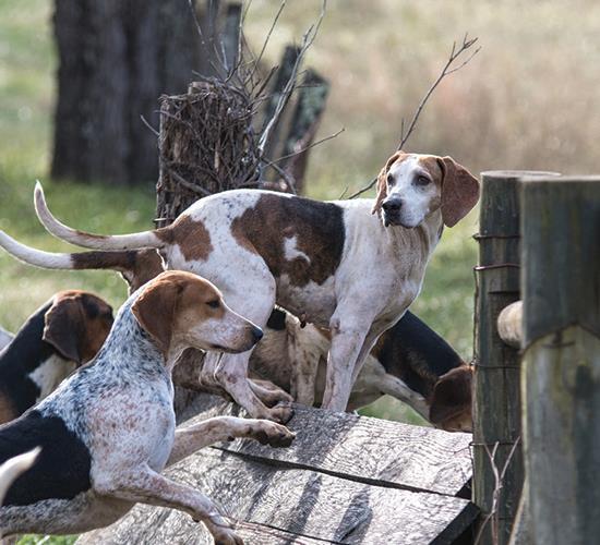 dogs hunting for foxes