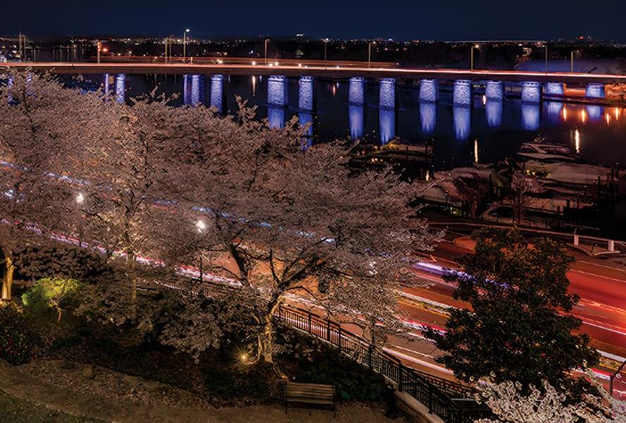 Salamander DC garden view at night