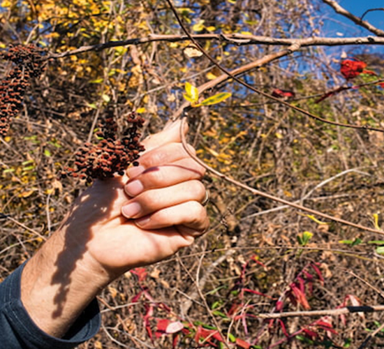 A resort guest on a foraging hike