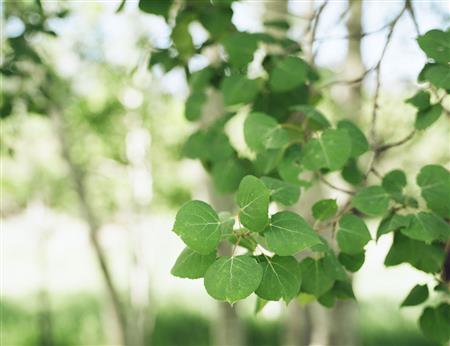 Forest Bathing