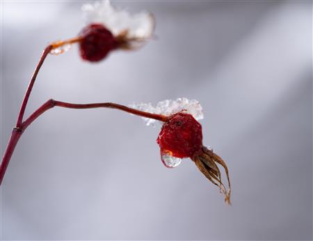 Ice Melting on a Plant Leaf