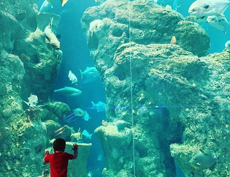 Visit the Aquarium