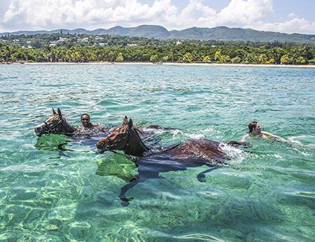 Swimming with Horses in Jamaica
