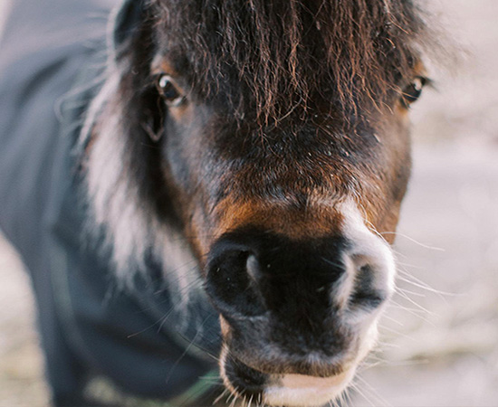 Cupcake the pony pic