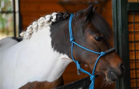 Cupcake The Mini Horse