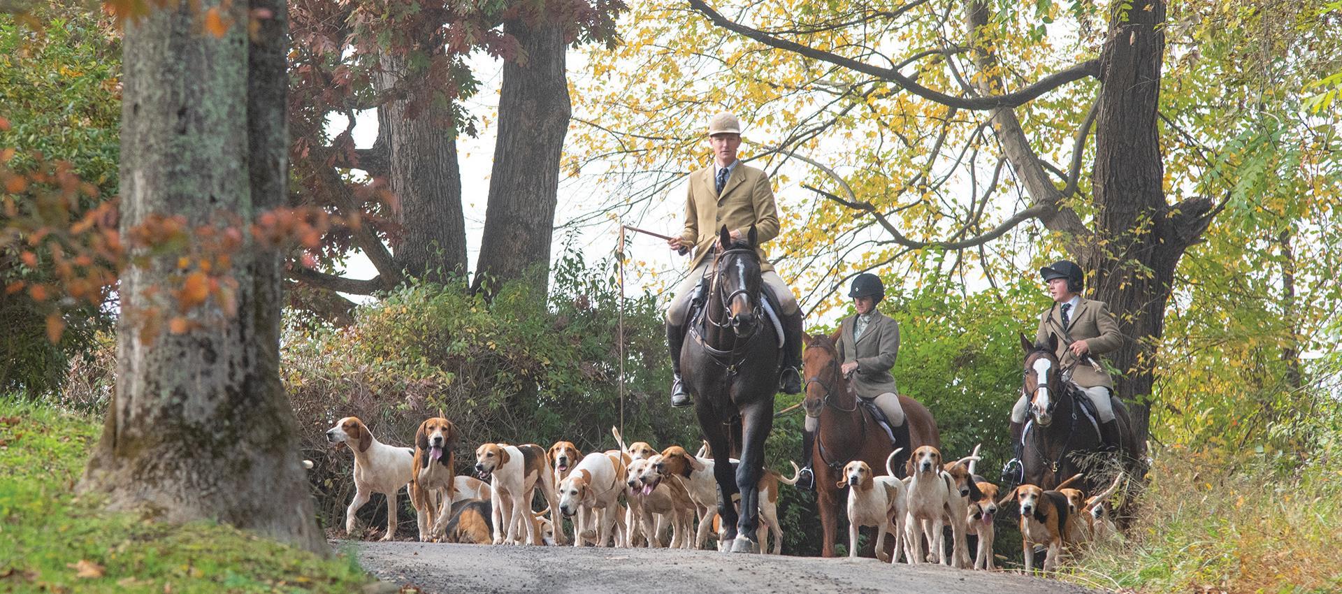 dogs and riders fox hunting